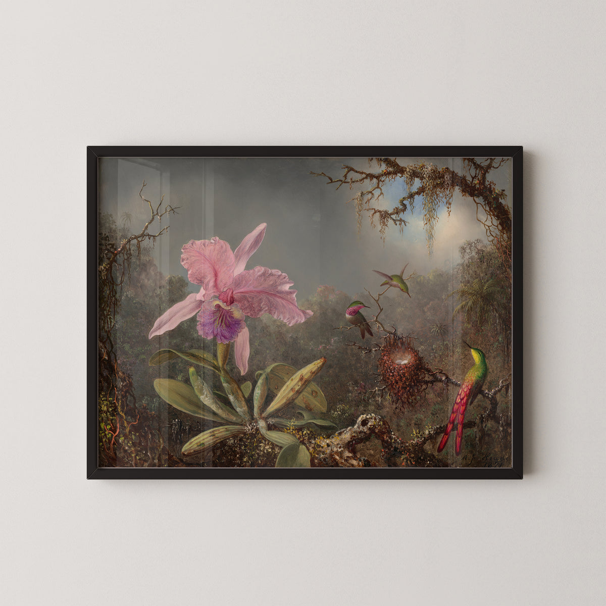 Cattleya Orchid and Three Hummingbirds by Martin Johnson Heade art print in a black frame, showing pink orchid and hummingbirds