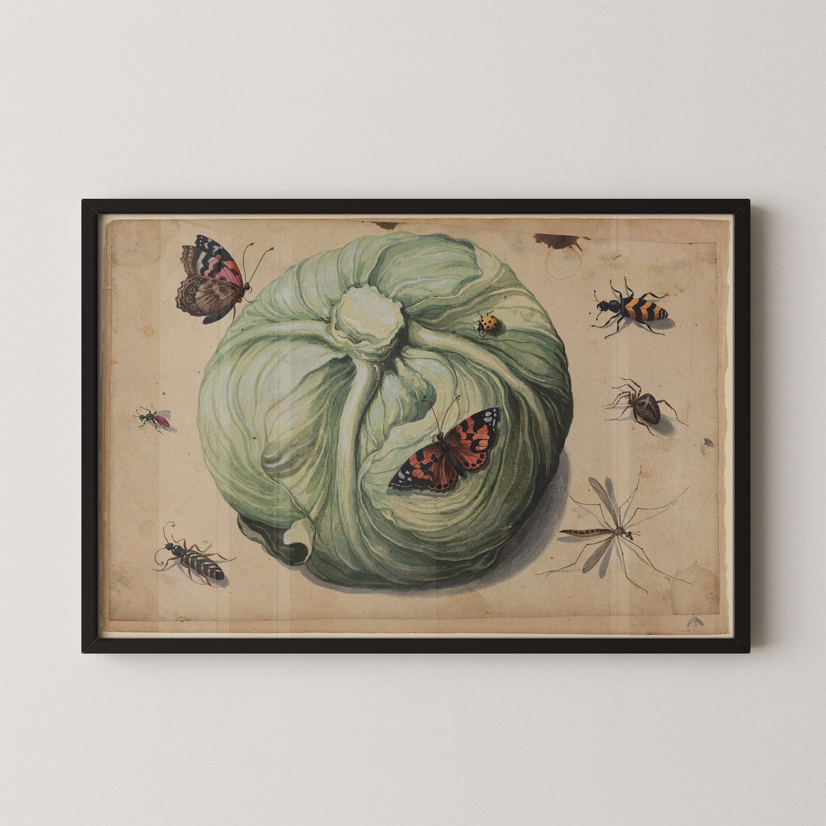 Head of Cabbage with Insects art print in a black frame, showing green cabbage, butterflies and insects
