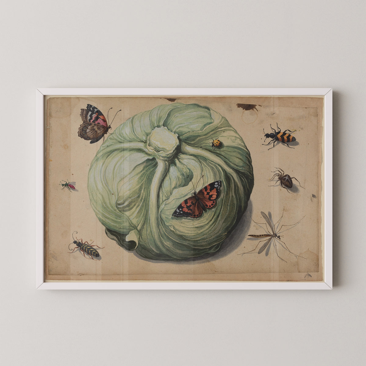 White-framed Head of Cabbage with Insects art print, featuring green cabbage, butterflies and insects