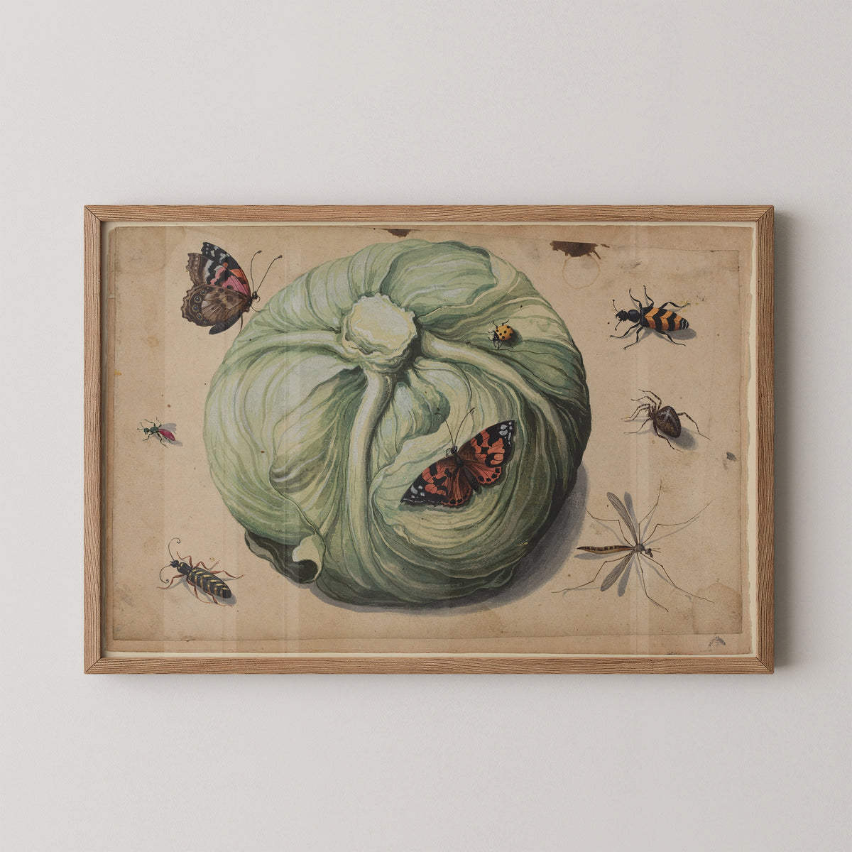 Natural wood-framed Head of Cabbage with Insects art print, showing green cabbage, butterflies and insects