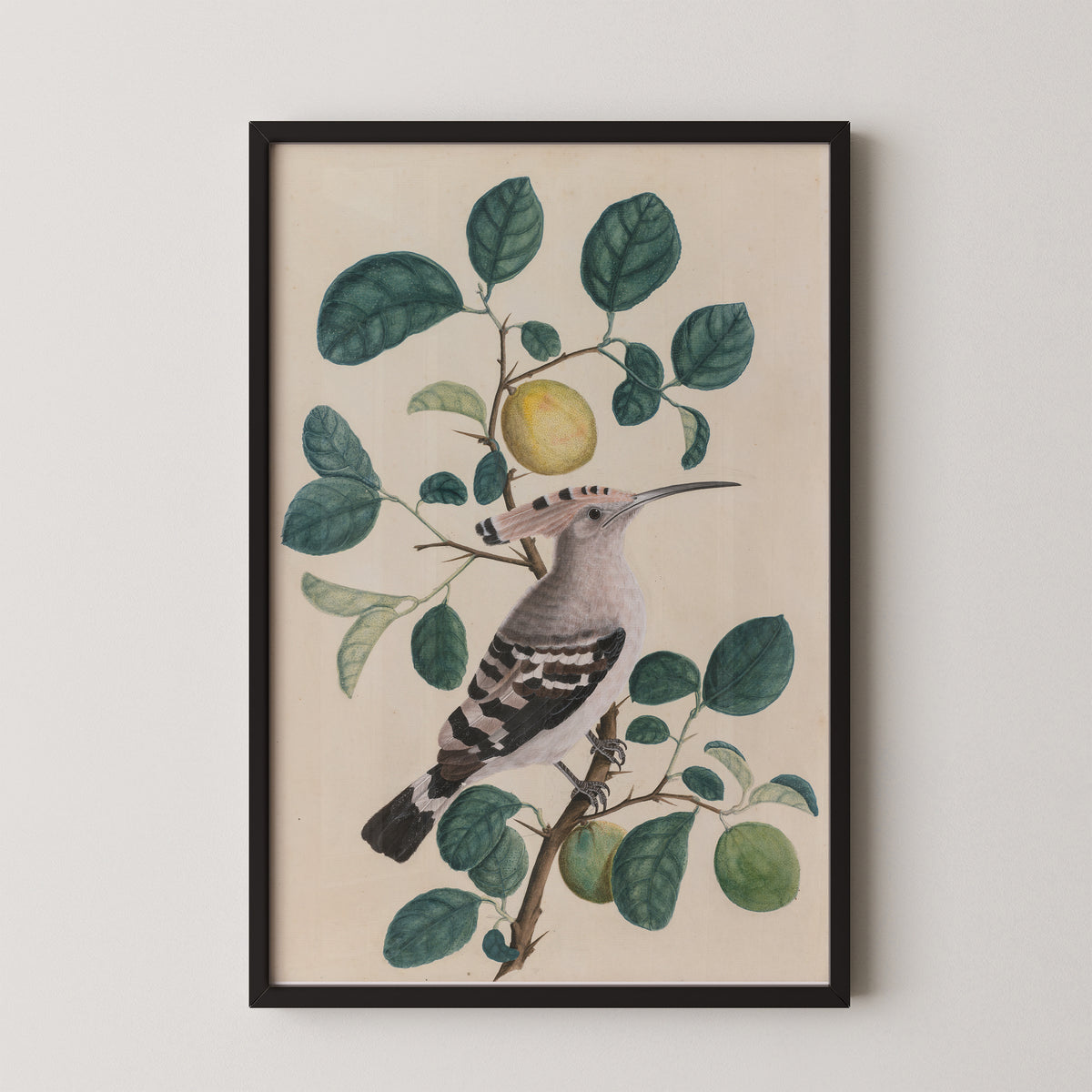 Hoopoe on a Citrus Tree Branch, art print in a black frame
