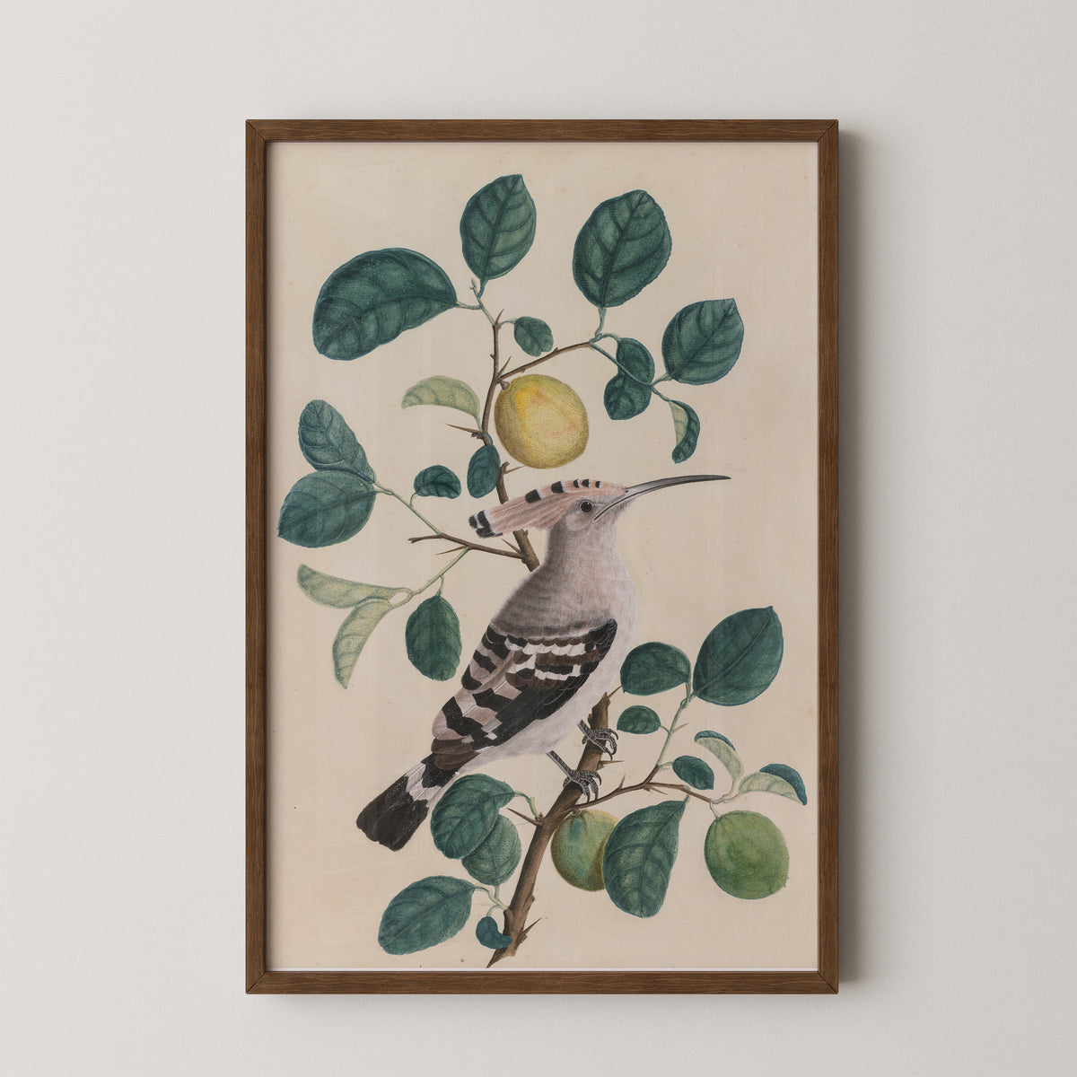 Hoopoe on a Citrus Tree Branch, art print in a dark wood frame
