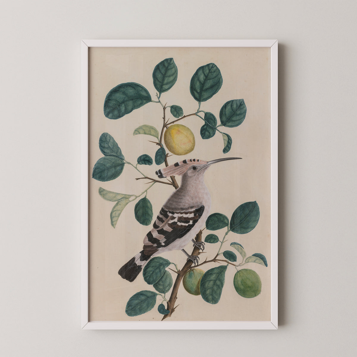 Hoopoe on a Citrus Tree Branch, art print in a white frame