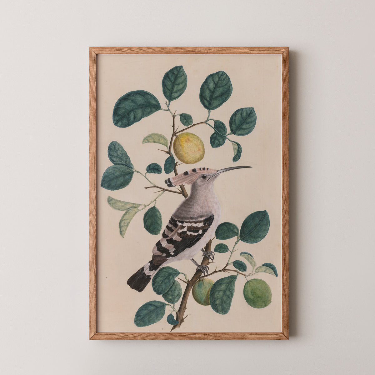 Hoopoe on a Citrus Tree Branch, art print in a natural wood frame