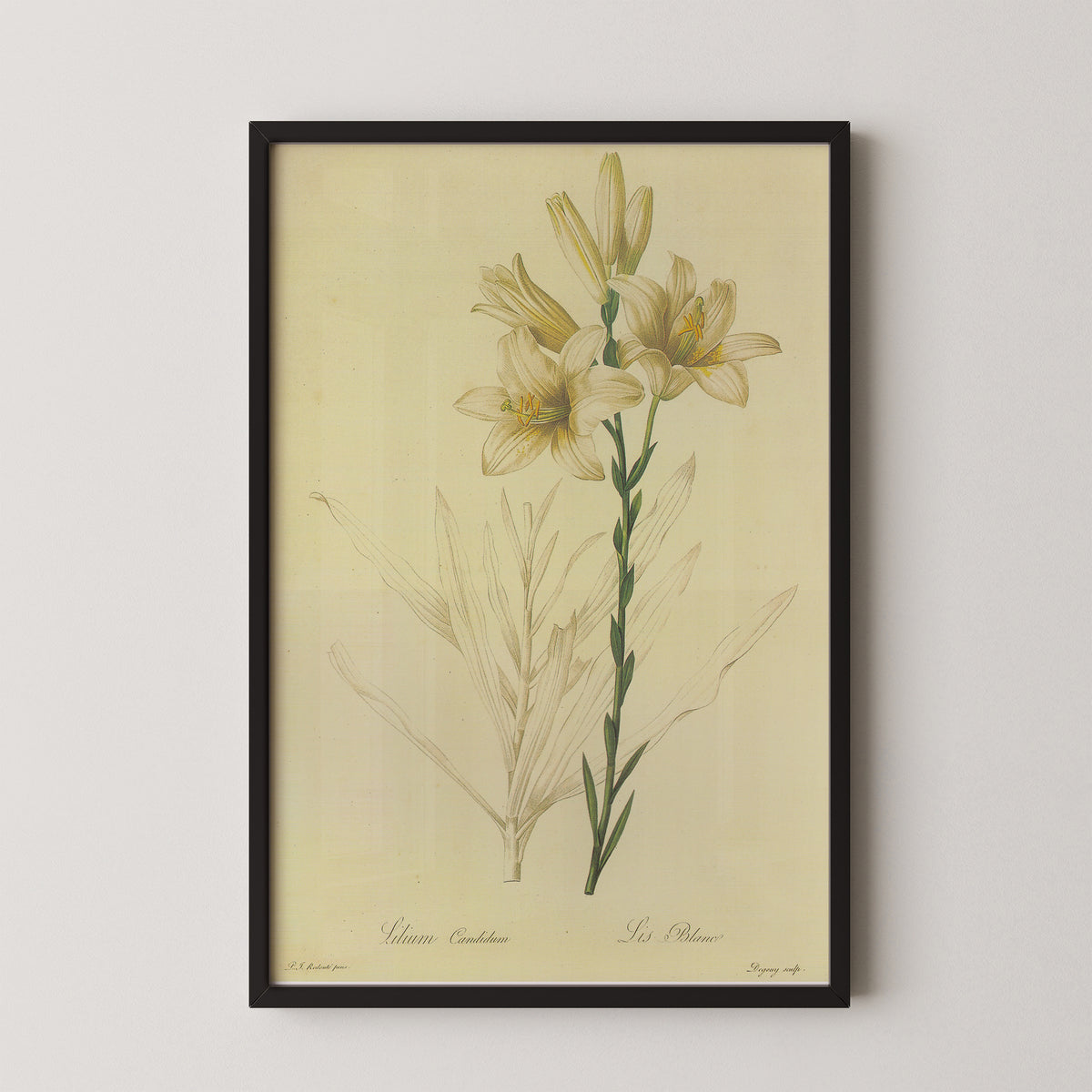 Lilium candidum by Pierre-Joseph Redouté, art print in a black frame