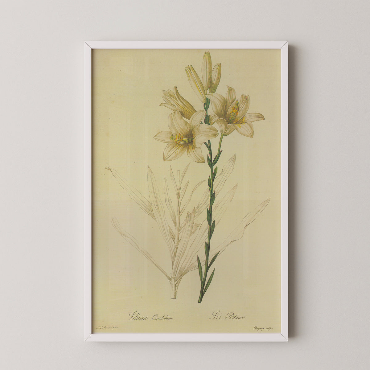 Lilium candidum by Pierre-Joseph Redouté, art print in a white frame