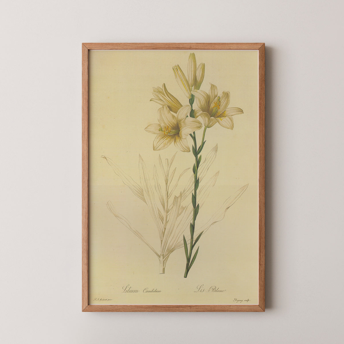 Lilium candidum by Pierre-Joseph Redouté, art print in a natural wood frame