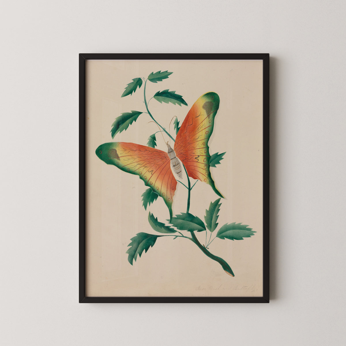 Rose Bush and Butterfly by Mary Altha Nims, art print in a black frame