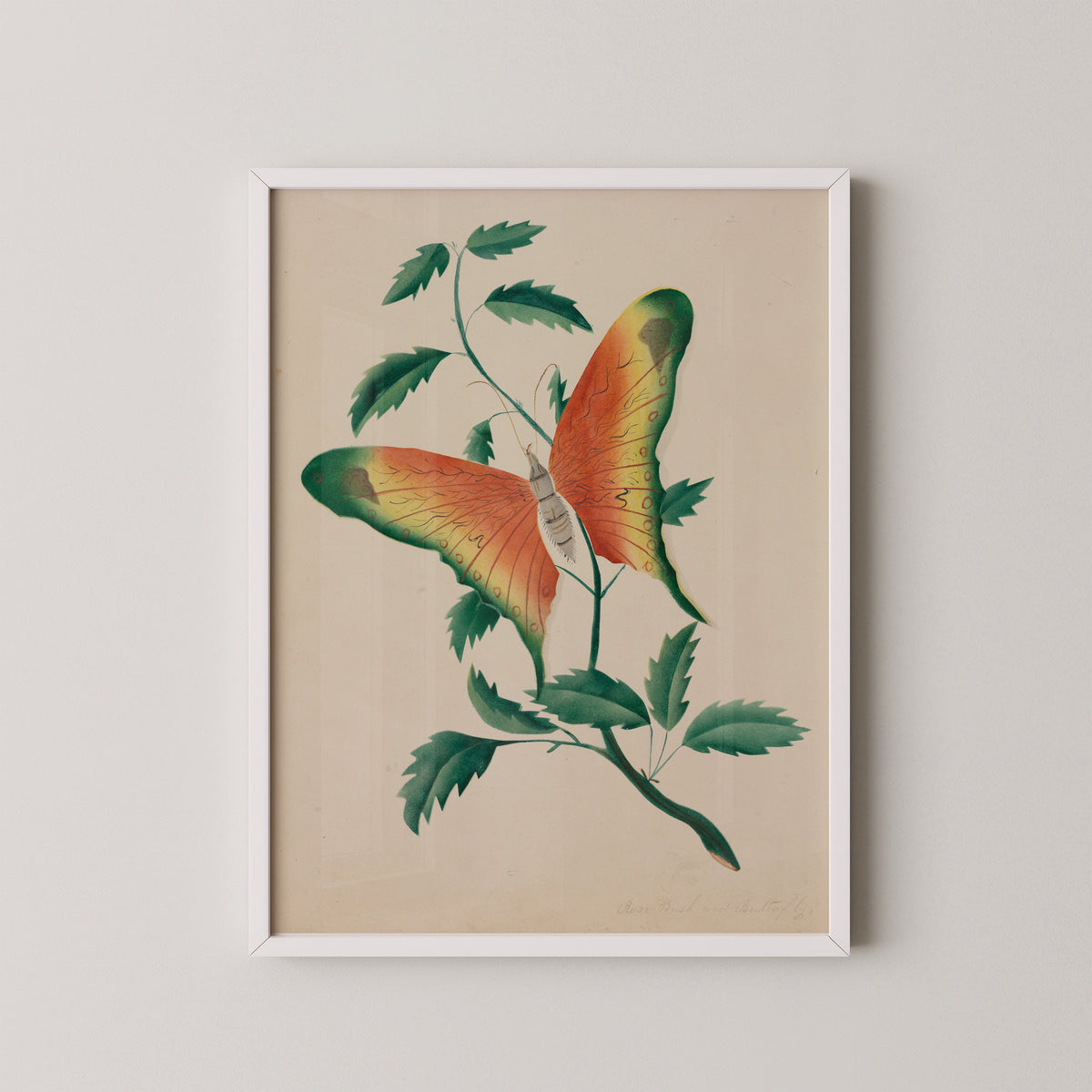 Rose Bush and Butterfly by Mary Altha Nims, art print in a white frame