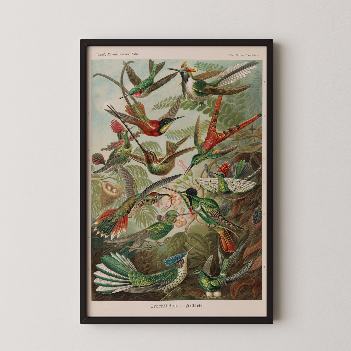 Trochilidae — Kunstformen der Natur, plate 99 by Ernst Haeckel; lithographs Adolf Giltsch, art print in a black frame