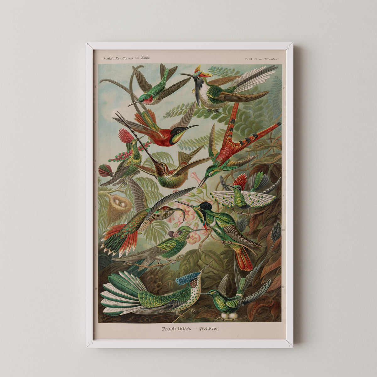 Trochilidae — Kunstformen der Natur, plate 99 by Ernst Haeckel; lithographs Adolf Giltsch, art print in a white frame